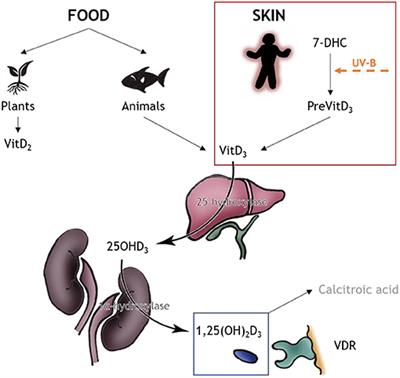 Vitamin D in Multiple Sclerosis—Lessons From Animal Studies